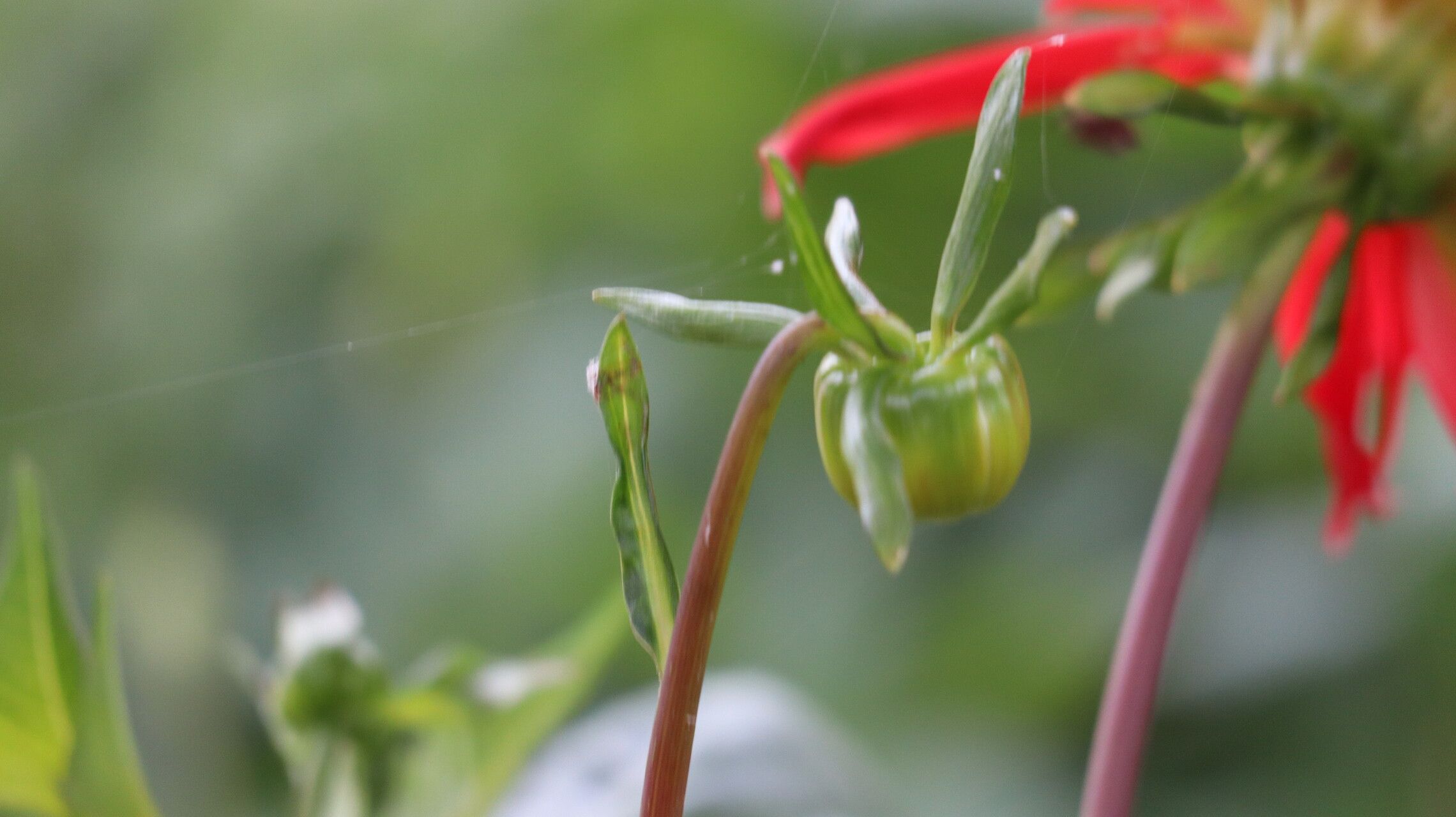 Dahlia × cultorum fruit