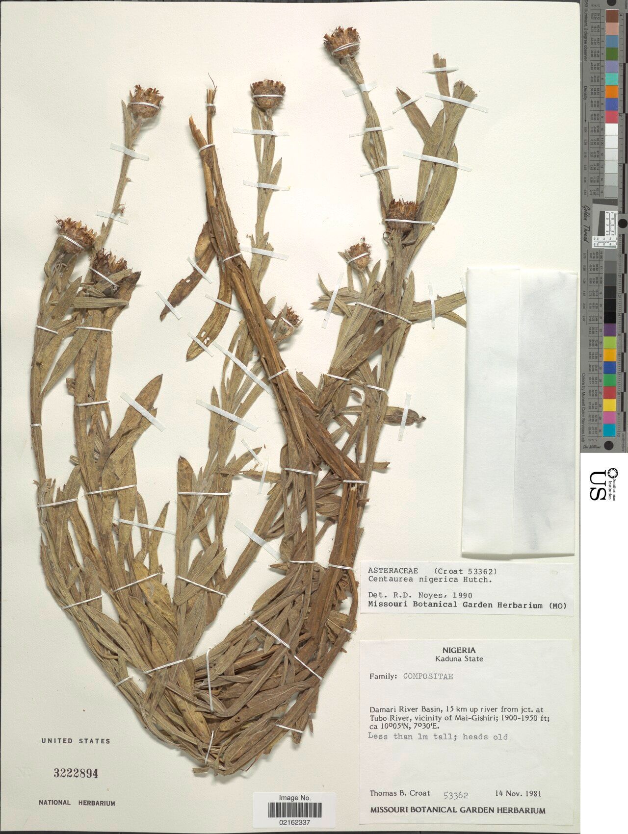 Centaurea nigerica — houseplant care guide