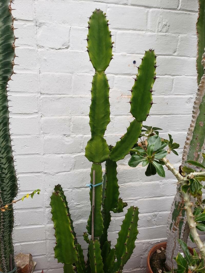 Euphorbia kamerunica habit