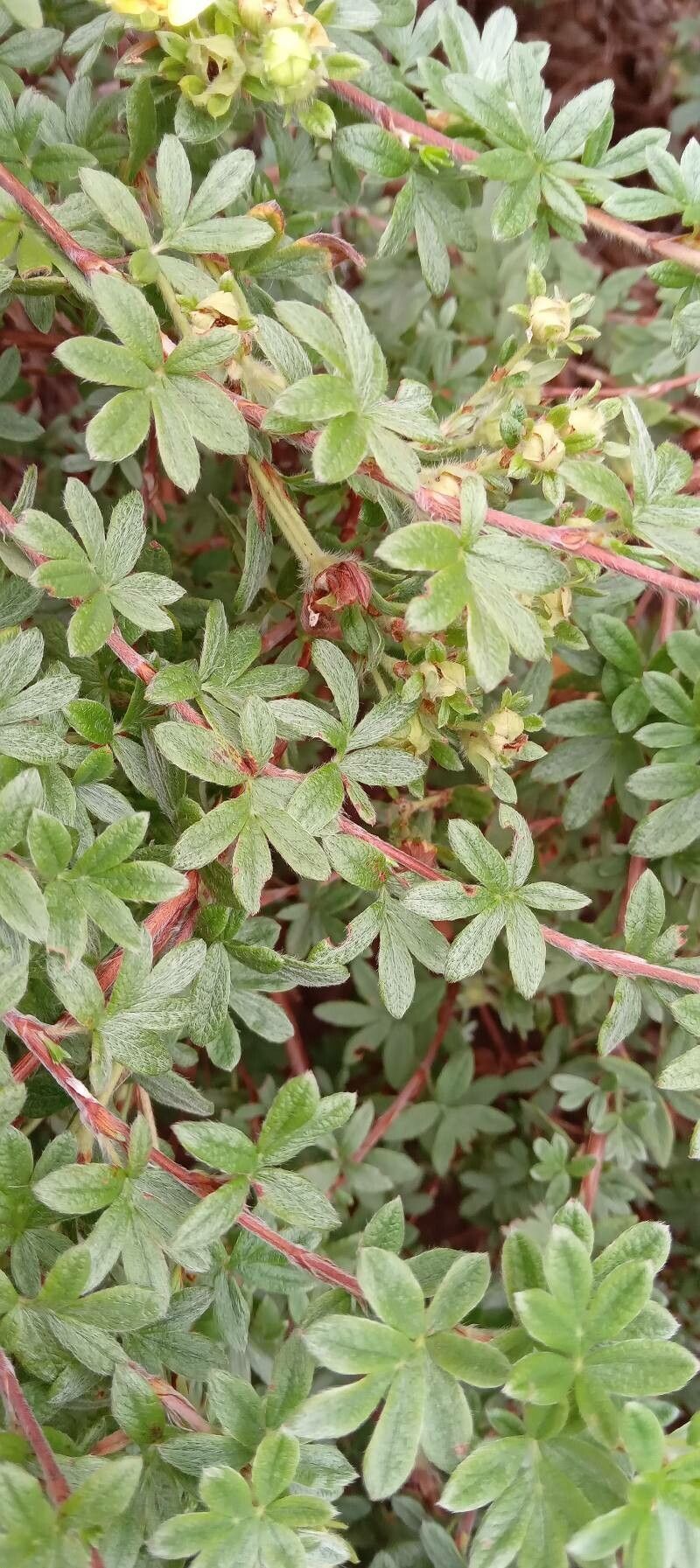 Dasiphora fruticosa leaf