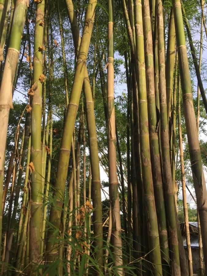 Thyrsostachys siamensis bark