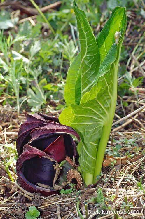 Symplocarpus renifolius — related species from the same genus