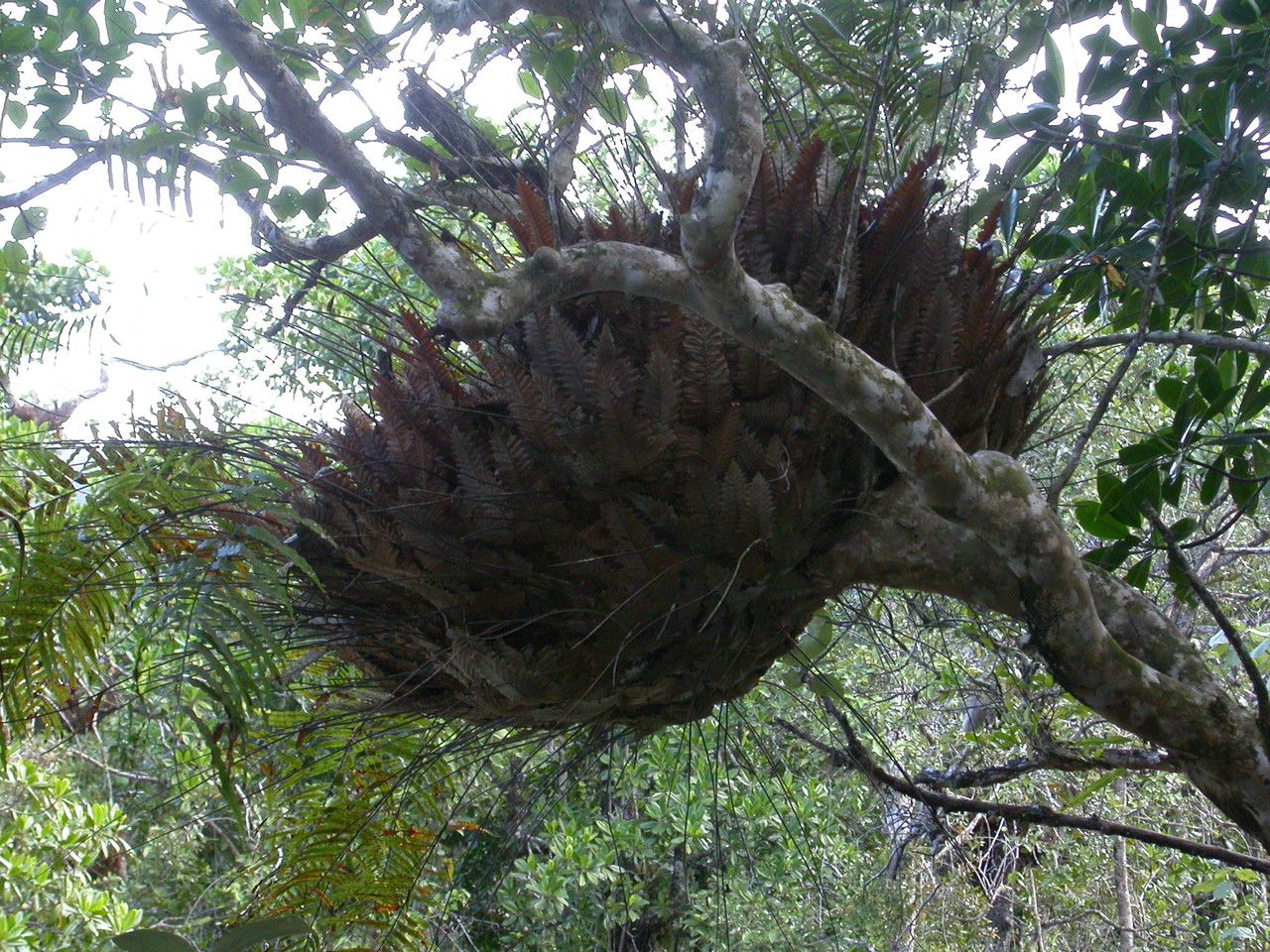 Drynaria rigidula habit