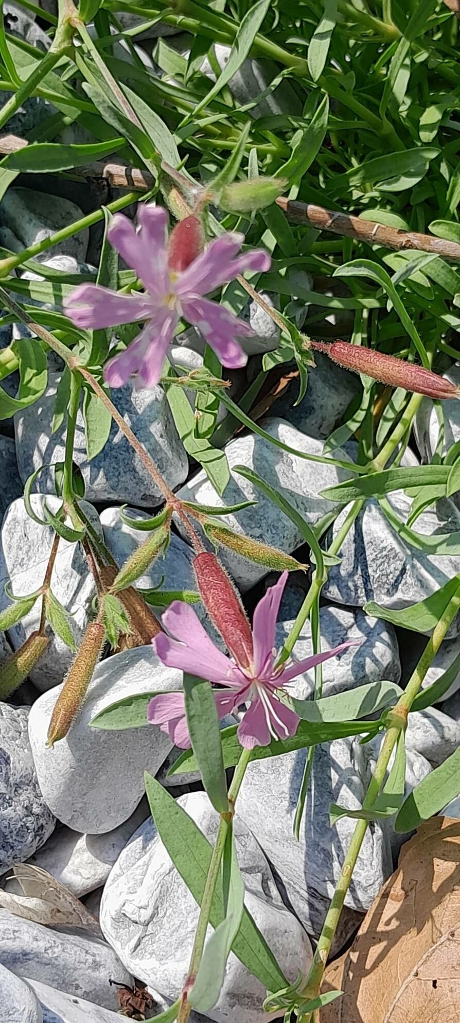 Saponaria sicula flower
