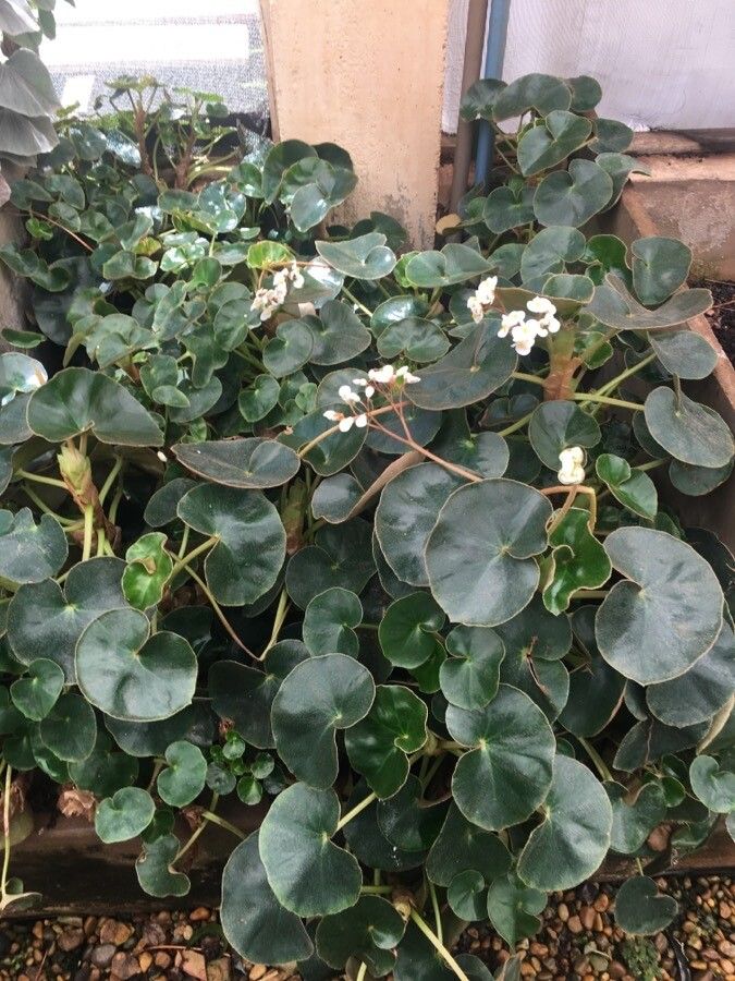 Begonia curtii habit