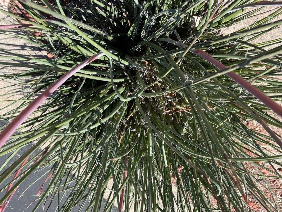 Hesperaloe parviflora leaf