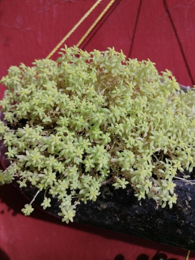 Sedum japonicum fruit