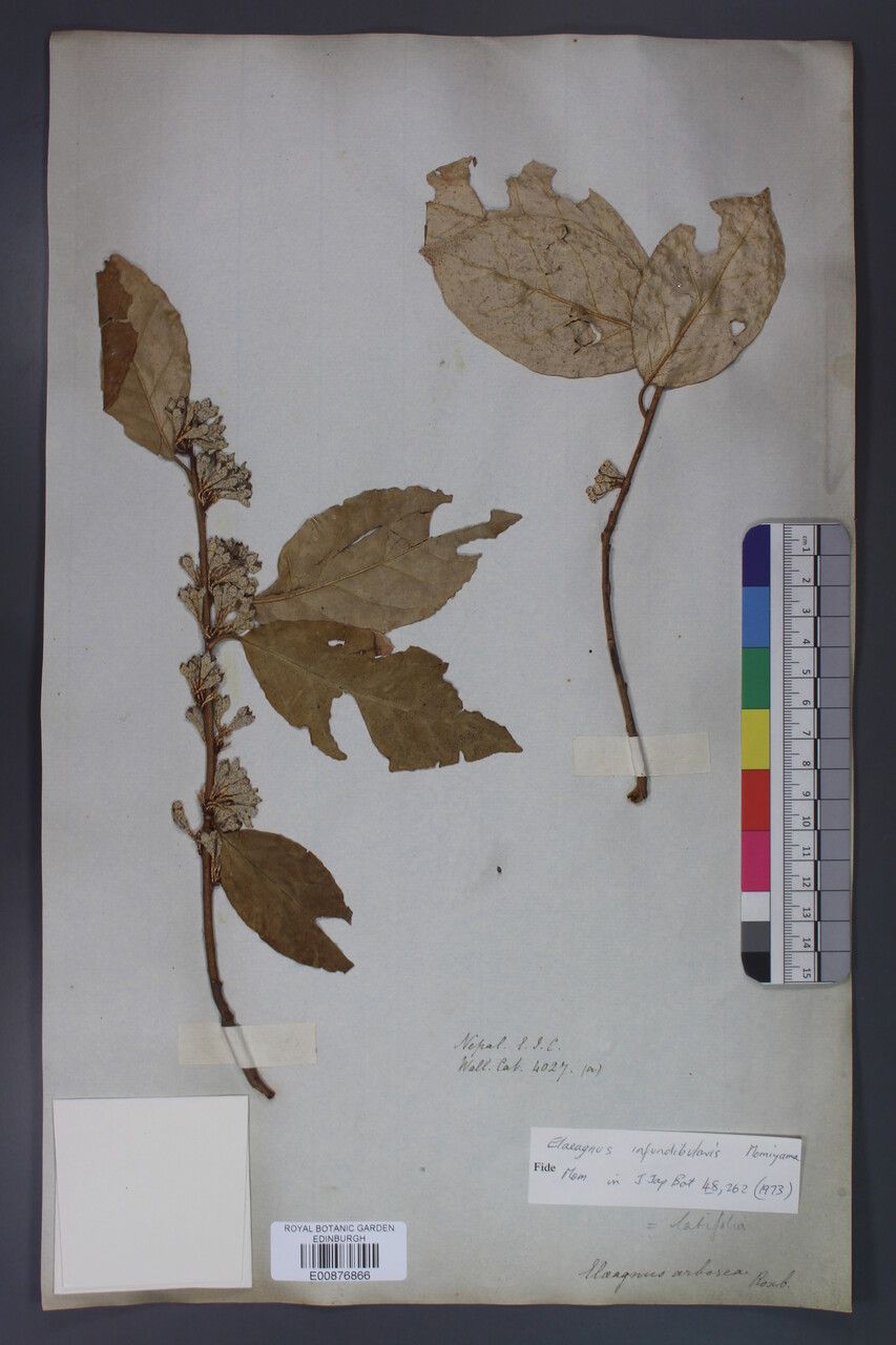 Elaeagnus infundibularis