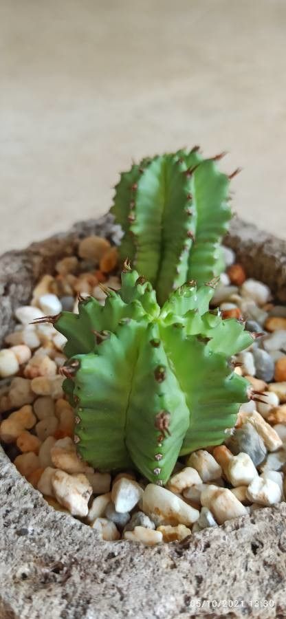 Euphorbia anoplia leaf