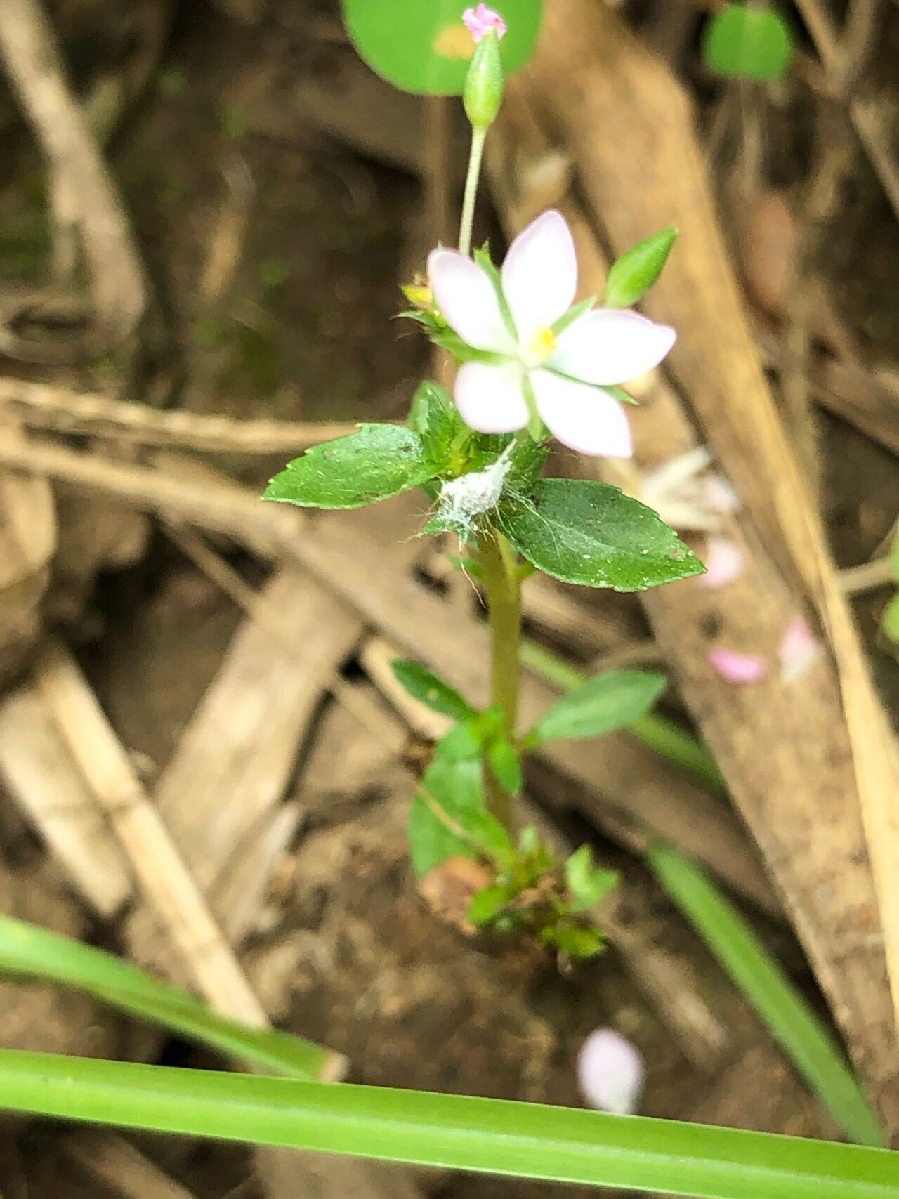 Sauvagesia tenella flower