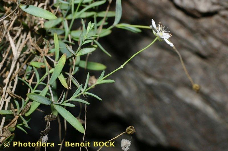 Moehringia lebrunii other
