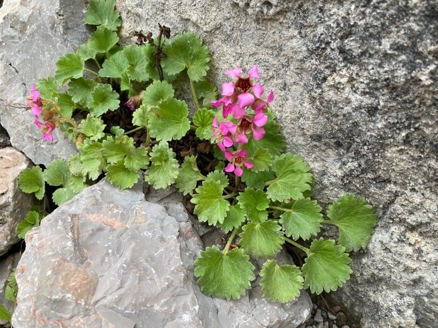 Telesonix jamesii flower