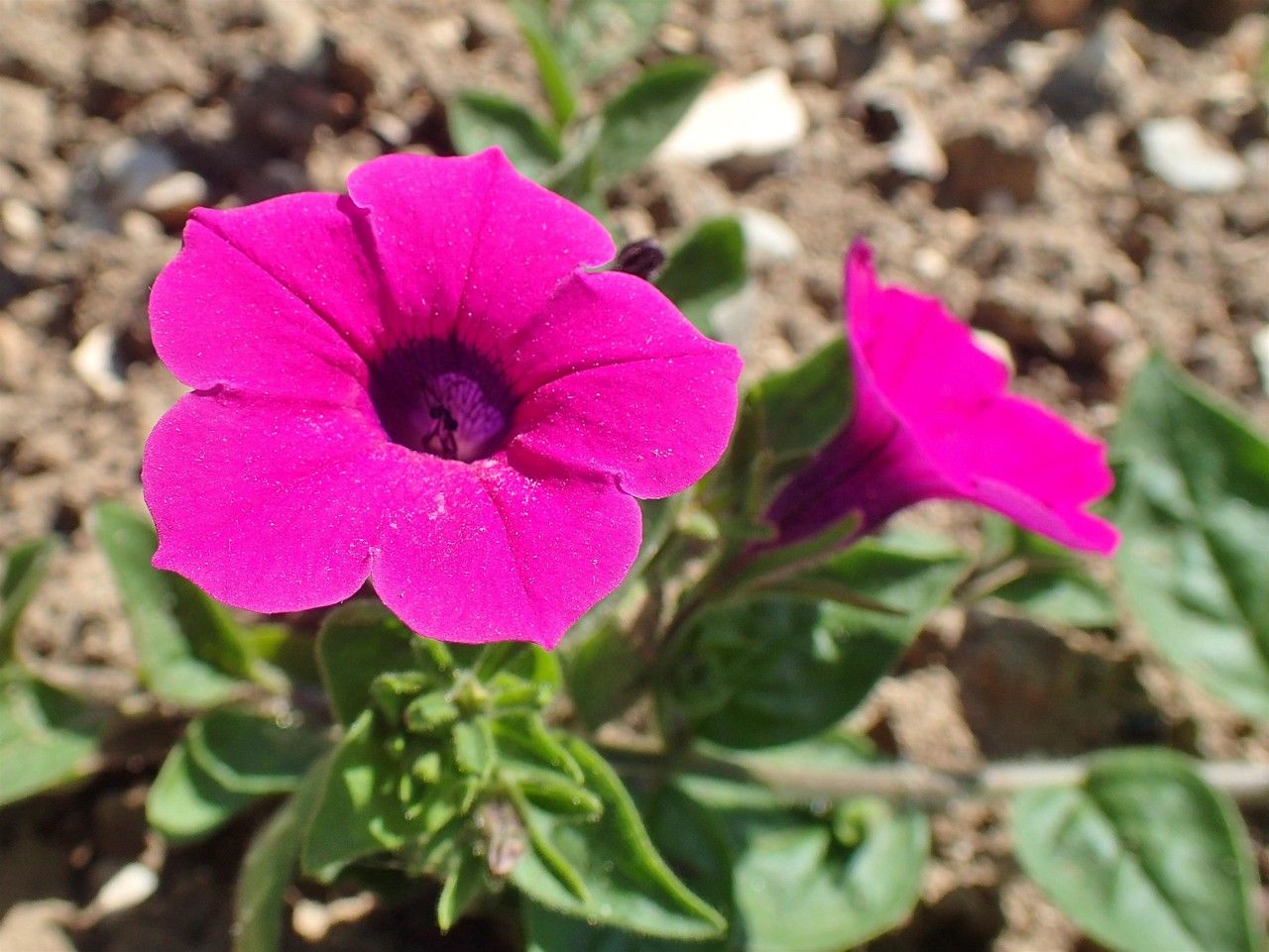 Petunia violacea flower