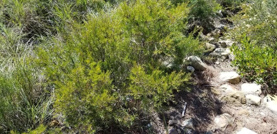 Allocasuarina thalassoscopica — search result for 'Allocasuarina'