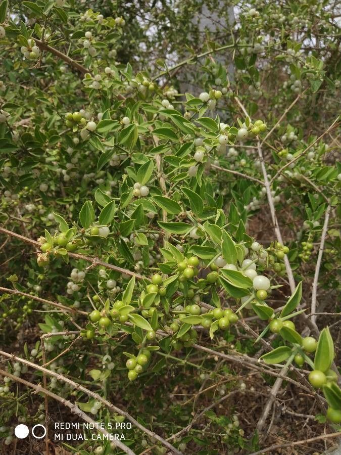 Azima tetracantha fruit