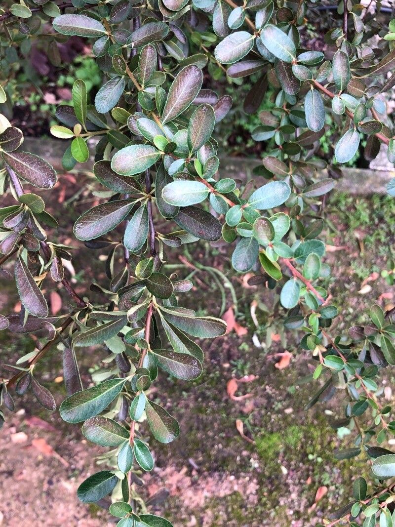 Pyracantha crenulata leaf