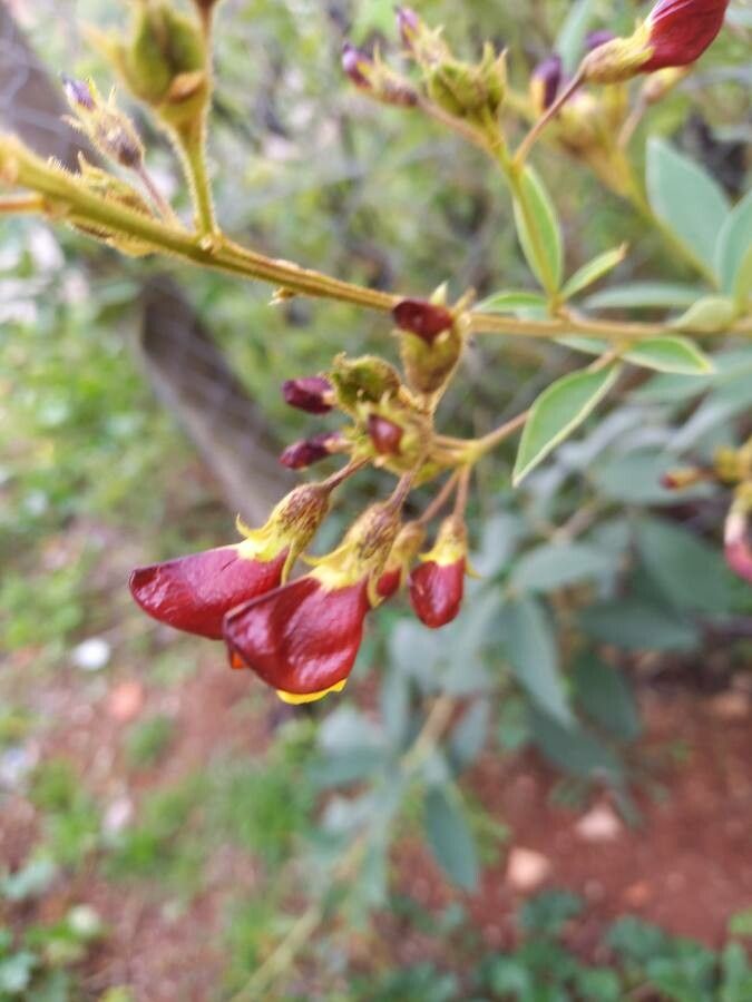 Cajanus cajan flower