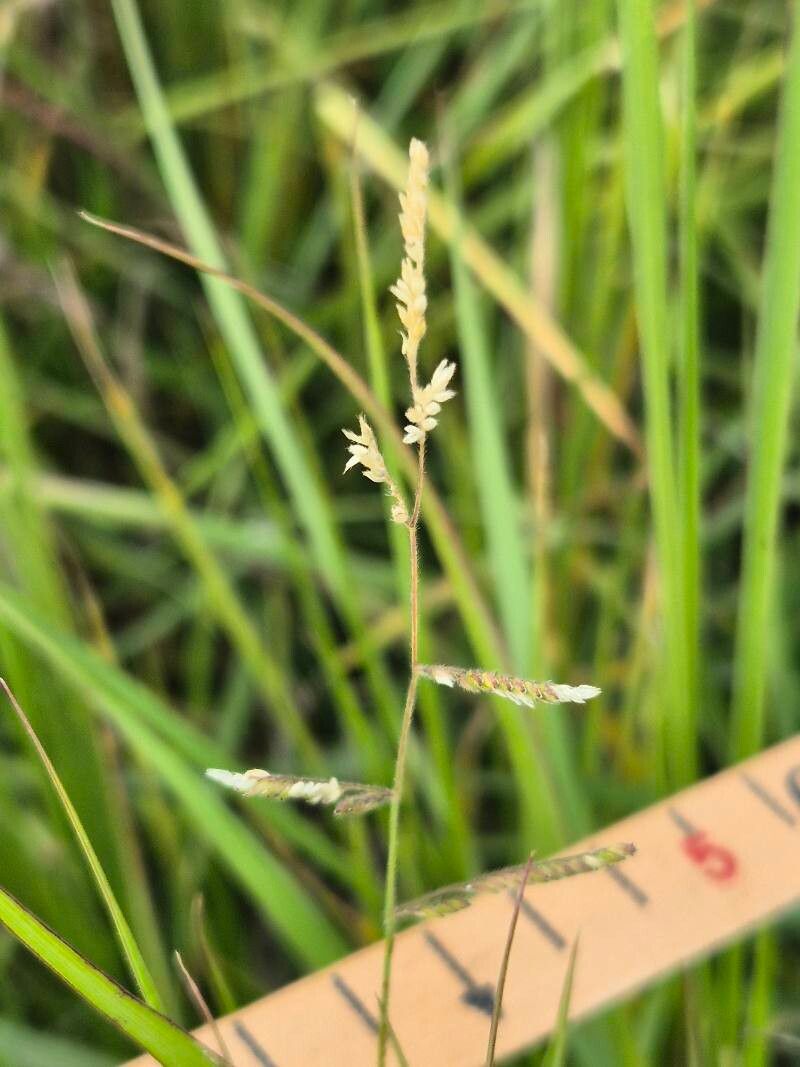 Moorochloa eruciformis fruit