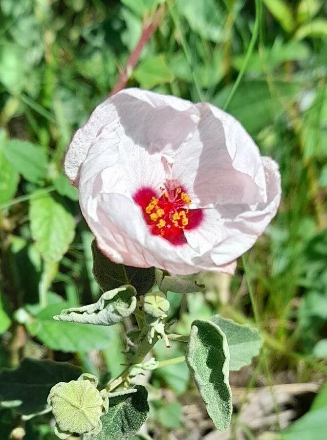 Pavonia cymbalaria flower