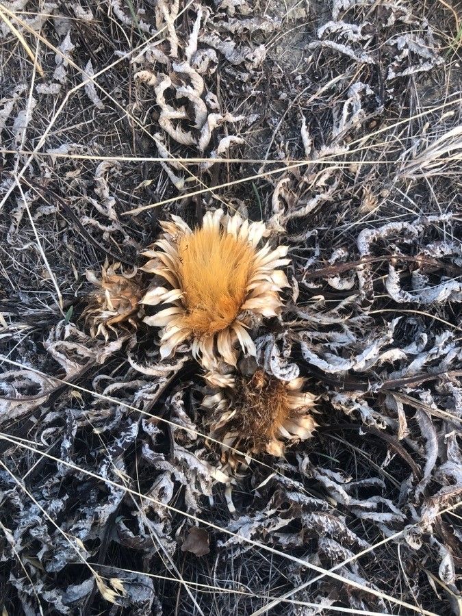 Cynara tournefortii habit