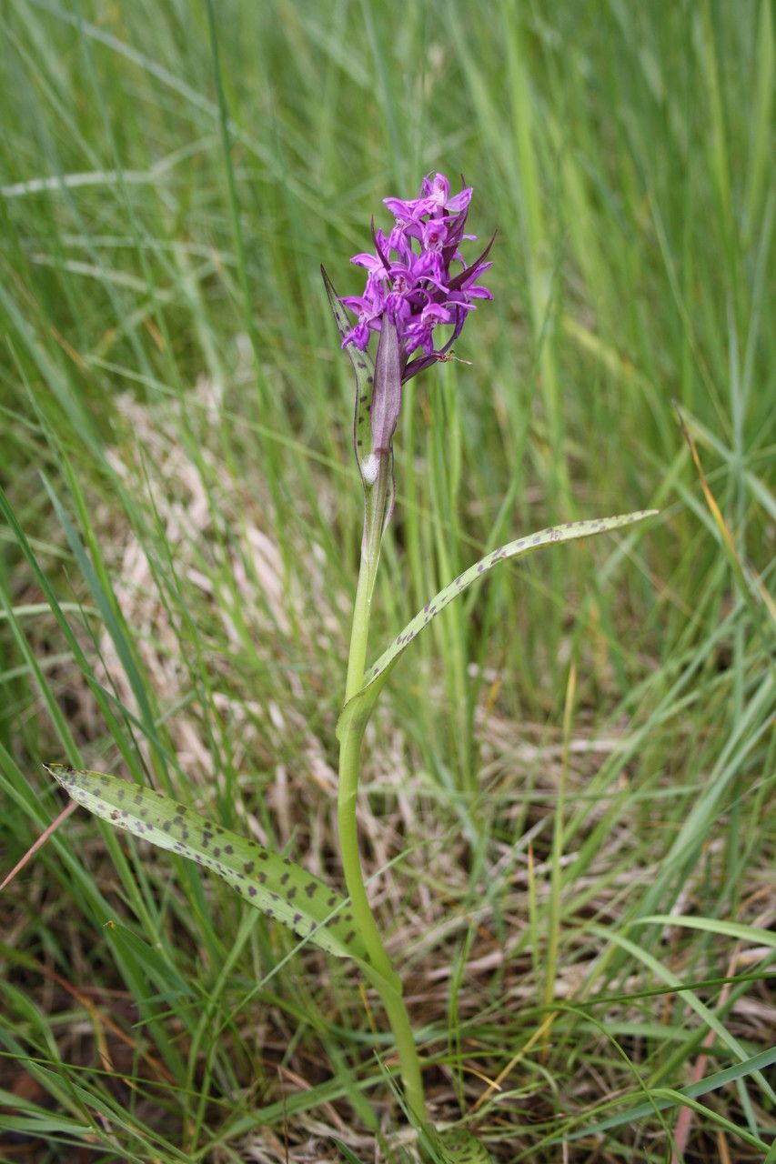 Dactylorhiza × braunii — search result for 'Dactylorhiza'