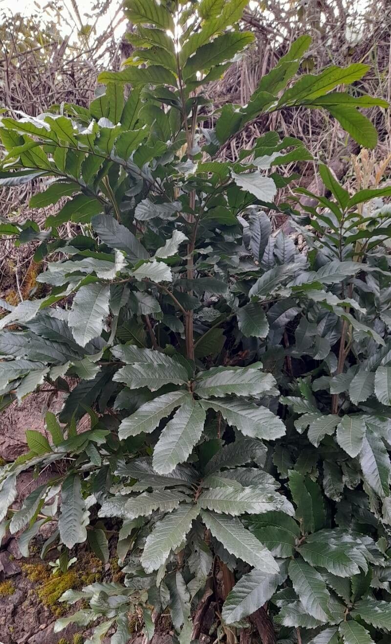 Cupania vernalis habit