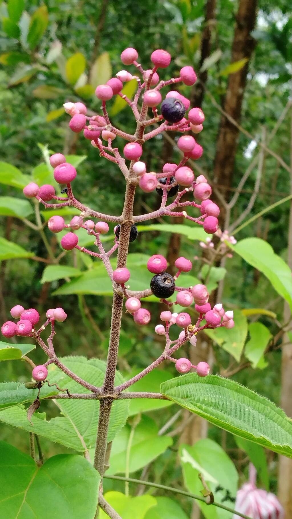 Miconia subcrustulata fruit