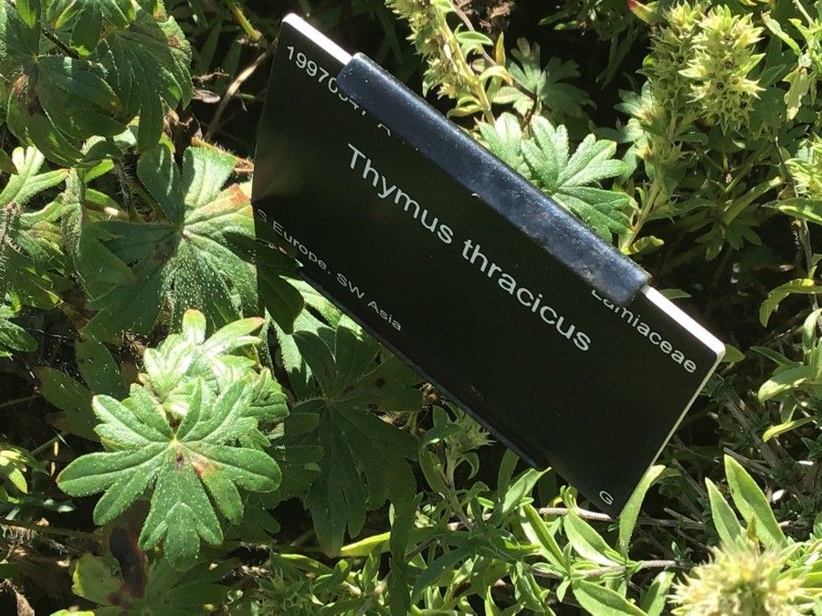 Thymus thracicus leaf