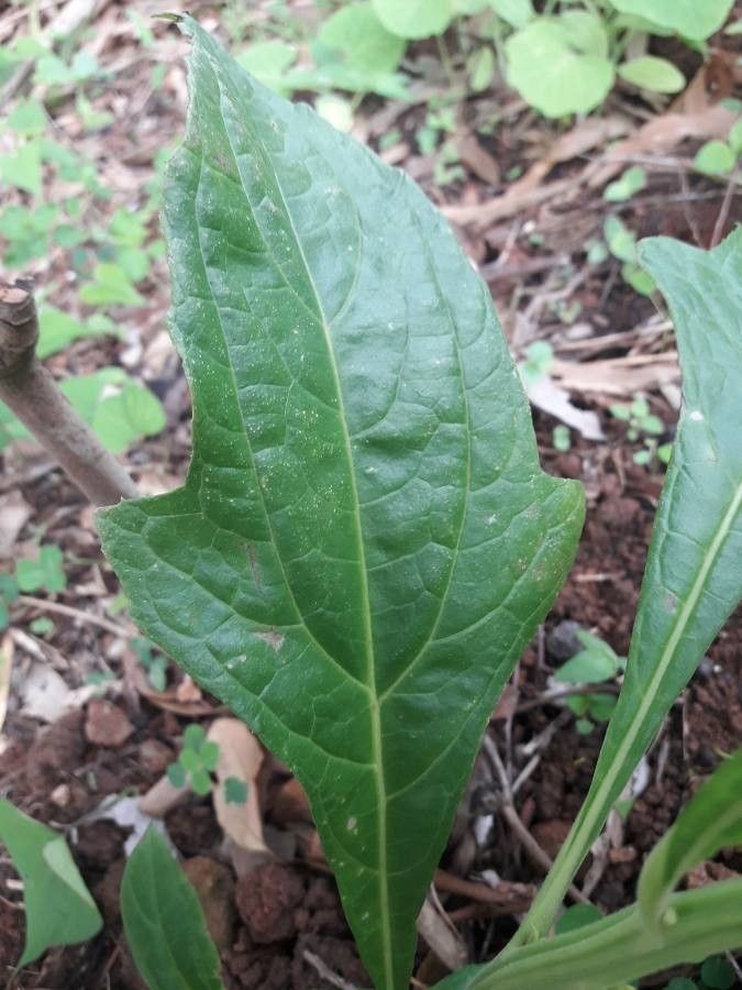 Neurolaena lobata leaf