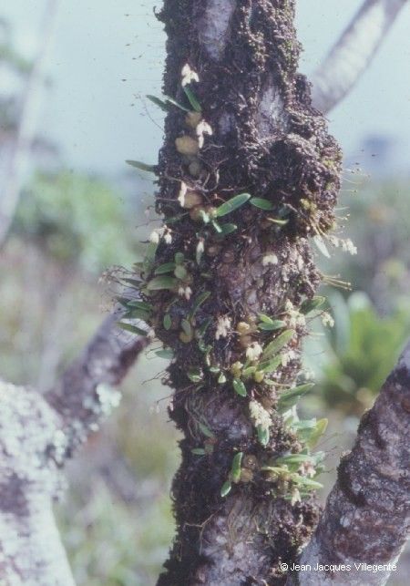 Bulbophyllum argyropus habit