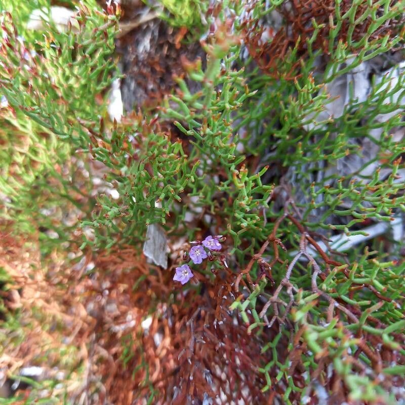 Limonium articulatum flower