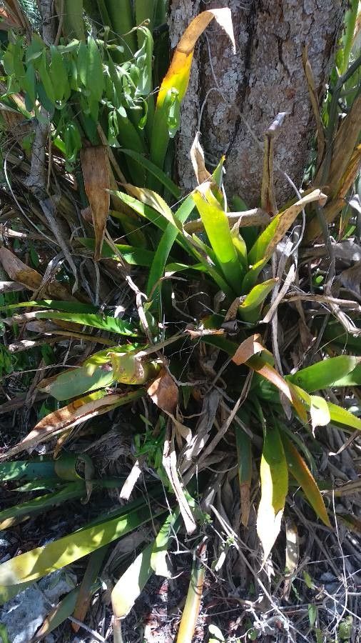 Bromelia plumieri leaf