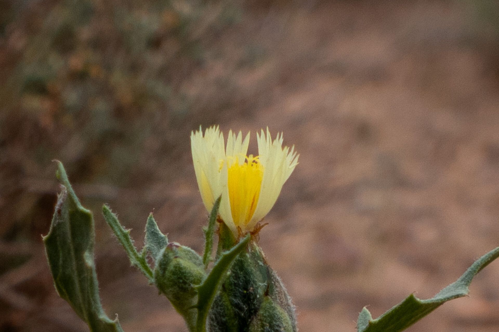 Amberboa amberboi flower