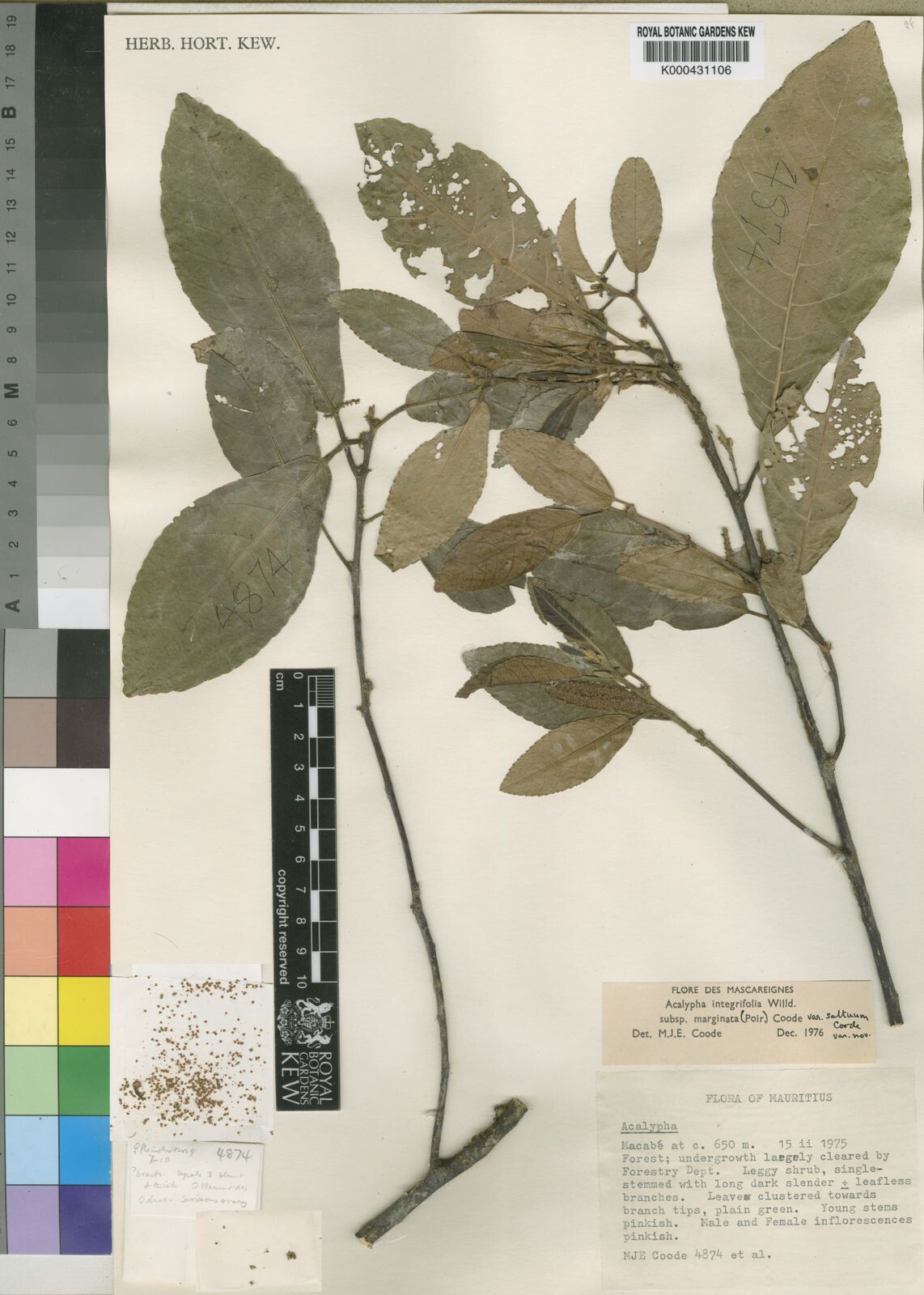 Acalypha marginata — houseplant care guide