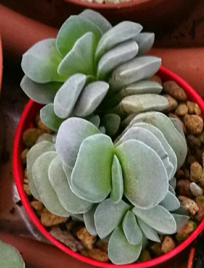 Crassula mesembrianthemopsis flower