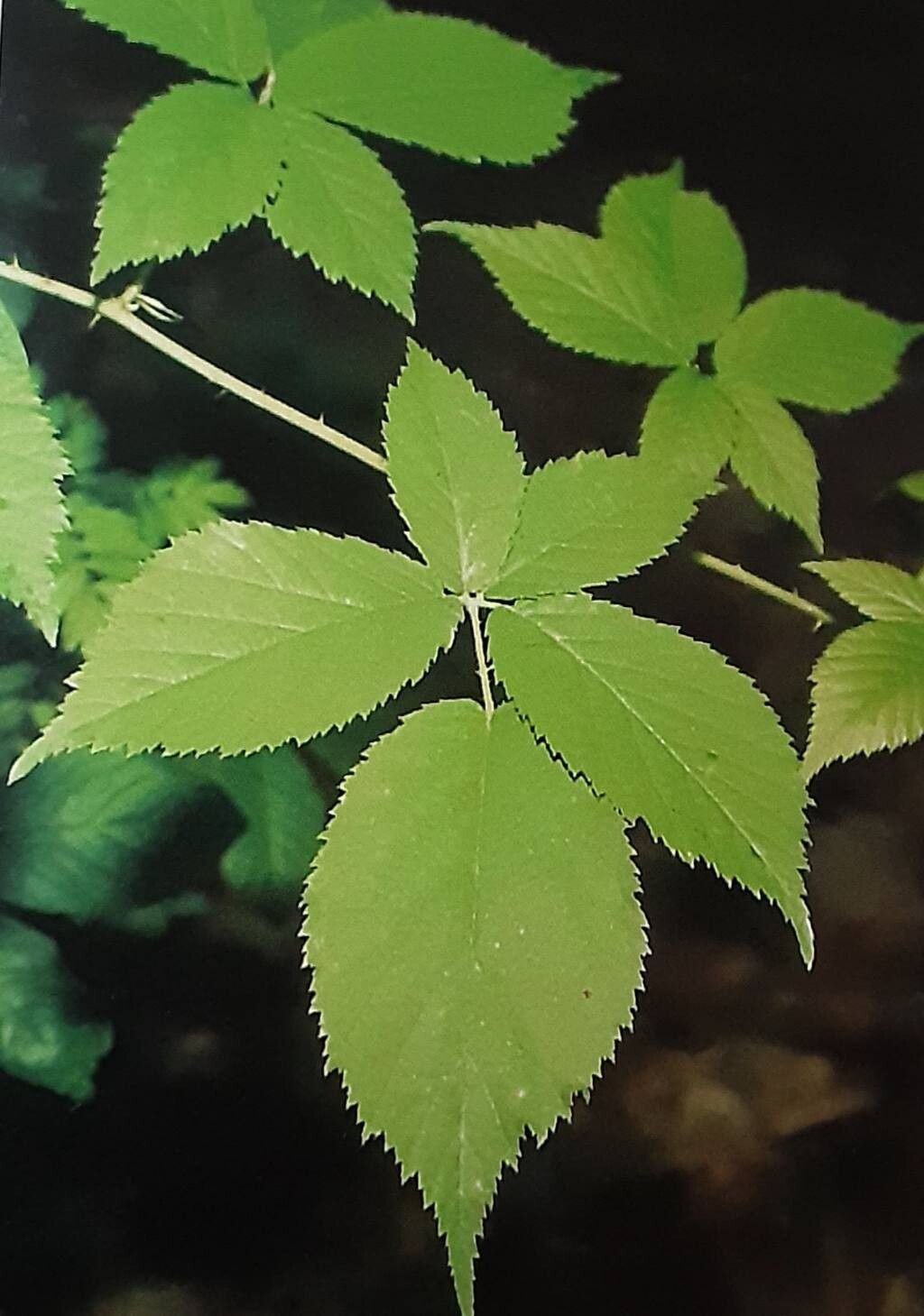 Rubus geminatus — houseplant care guide