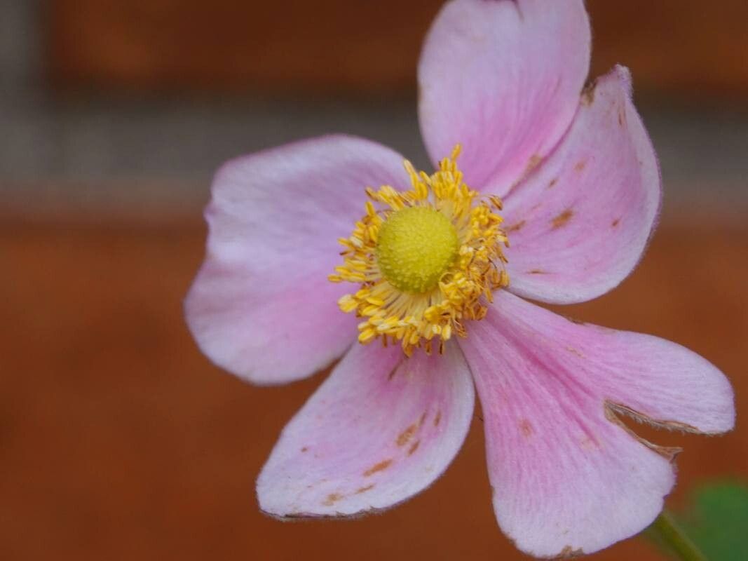 Eriocapitella × hybrida flower