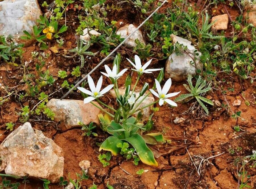 Ornithogalum atticum flower
