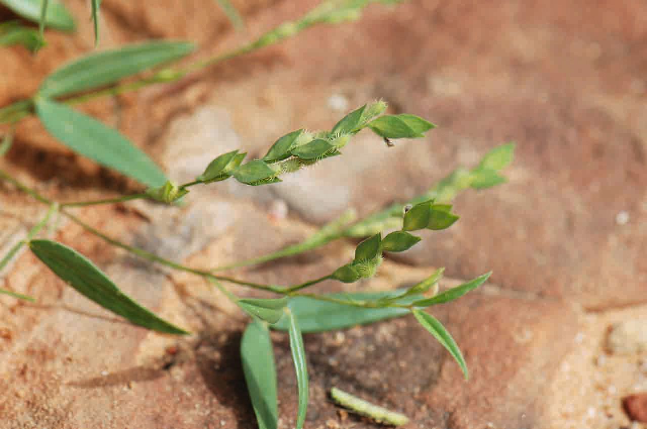 Zornia glochidiata fruit