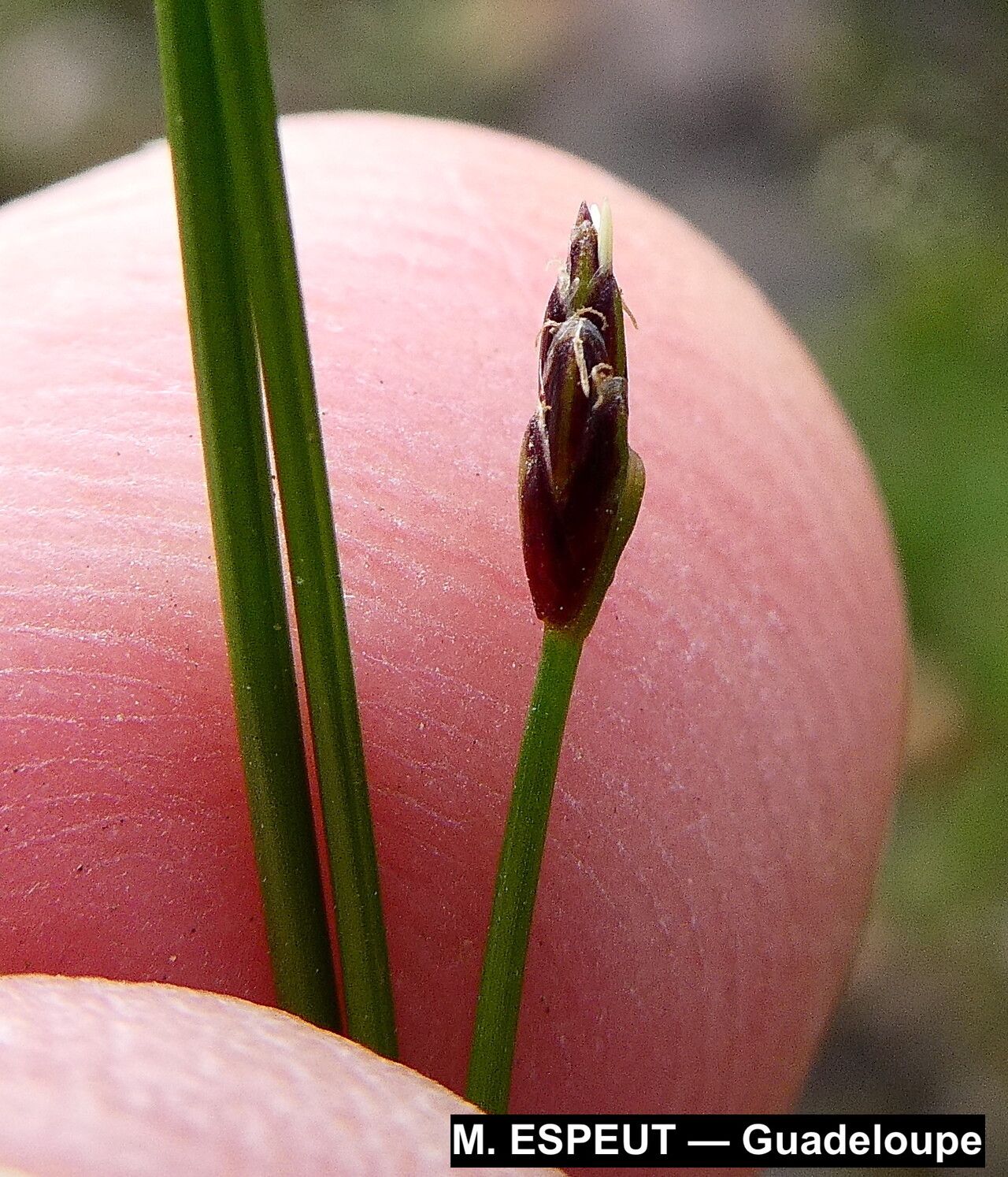 Eleocharis nana flower