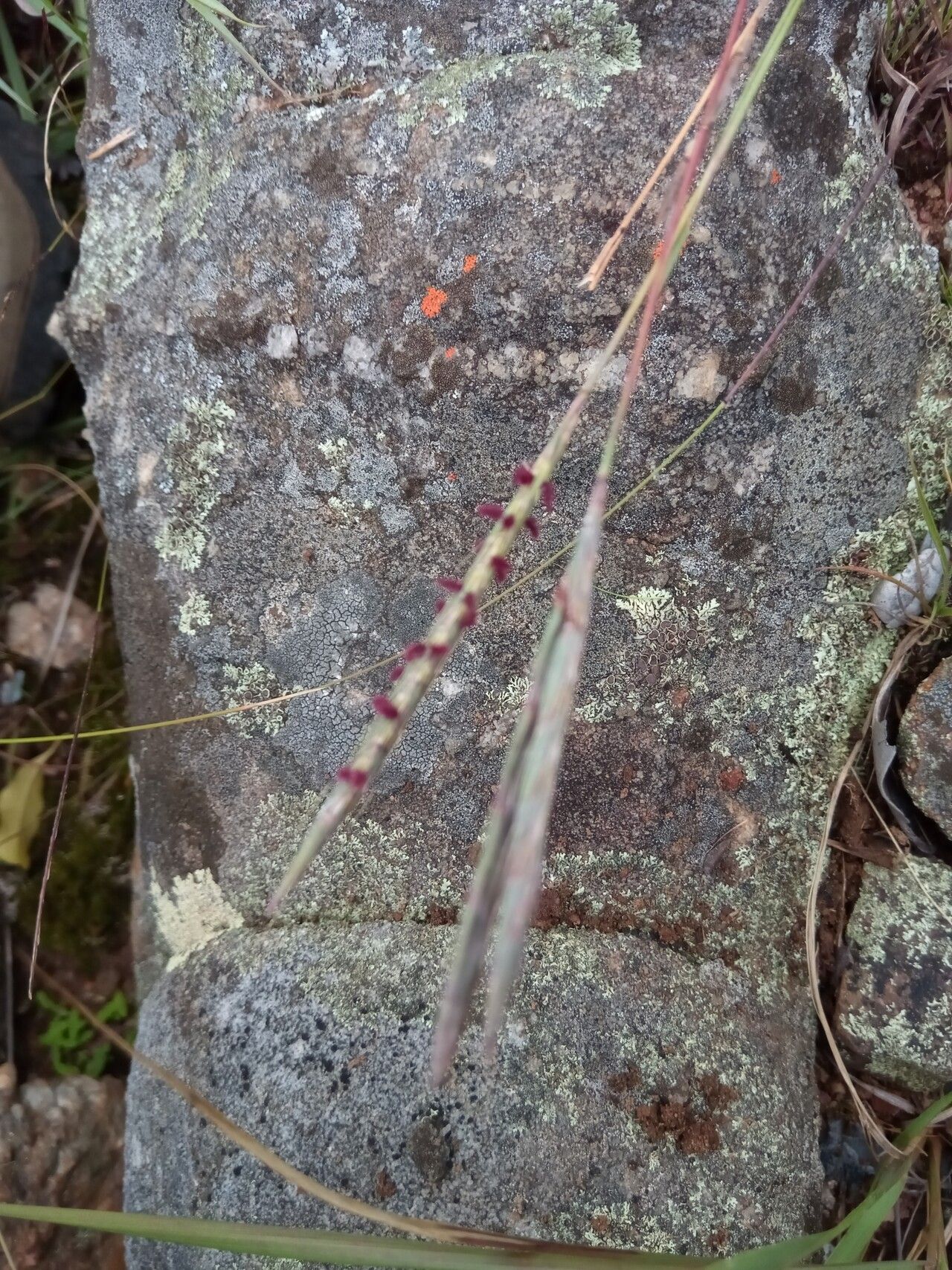 Andropogon itremoensis — search result for 'Andropogon'