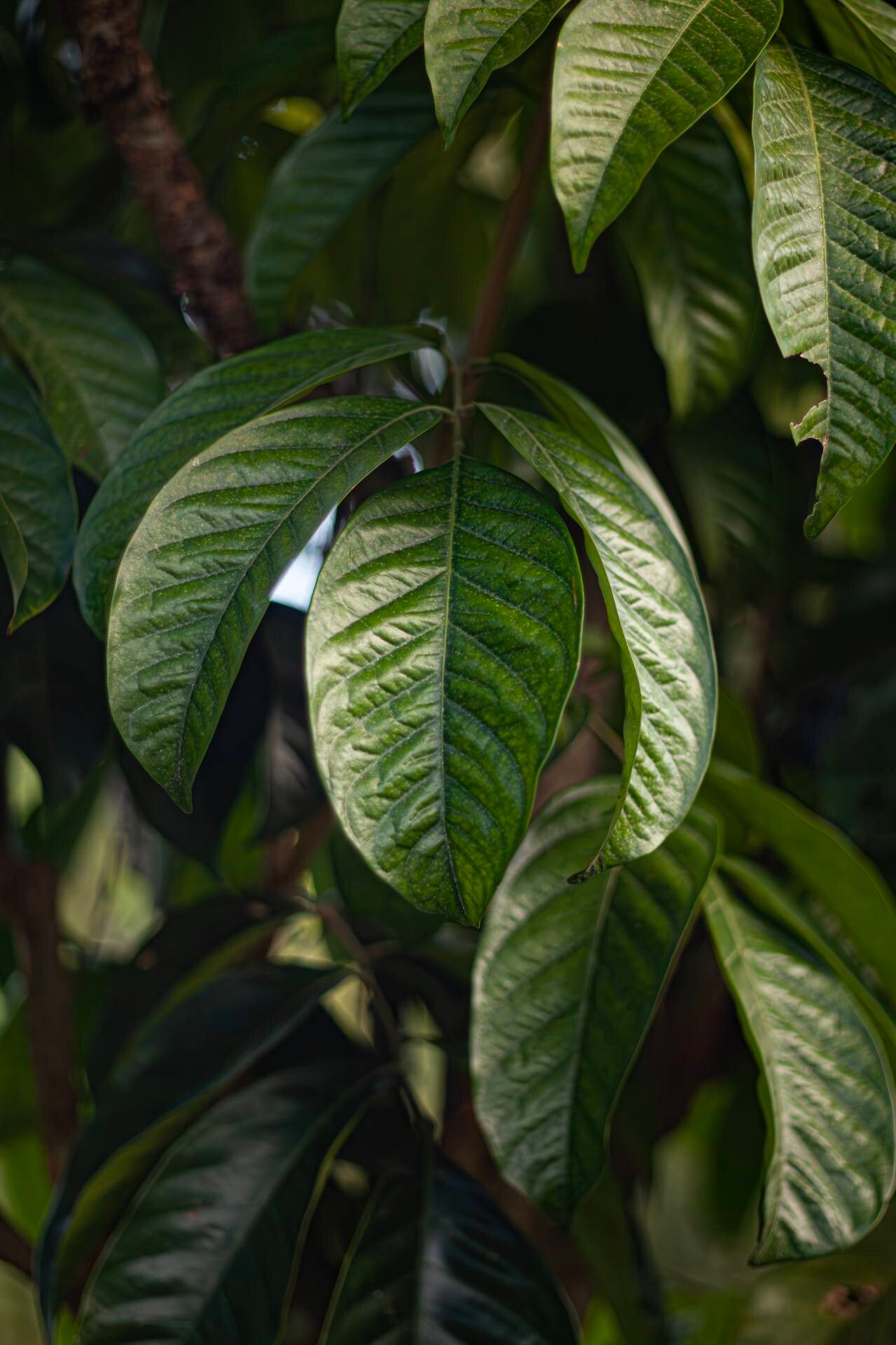 Lansium domesticum — related species from the same genus