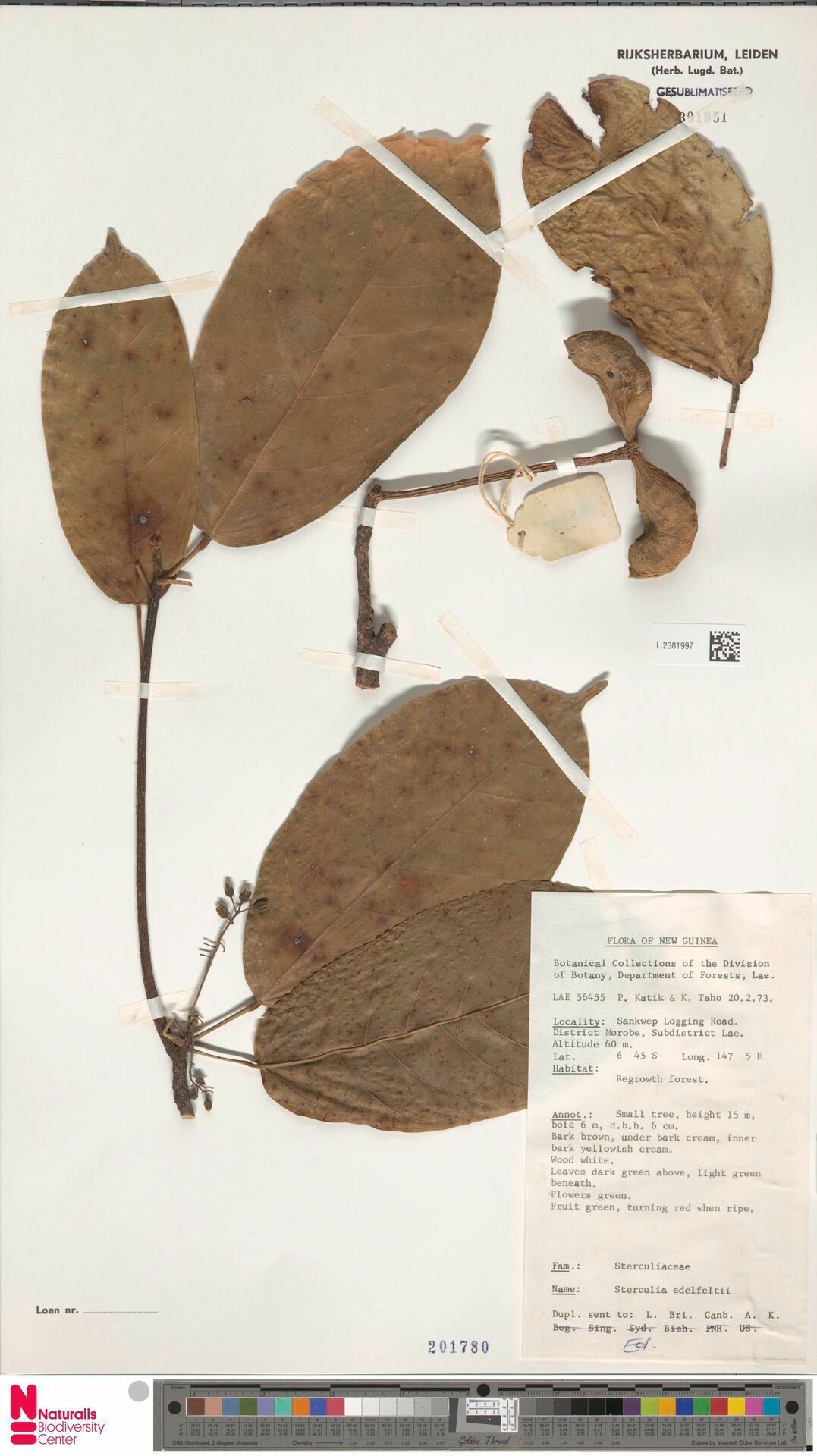 Sterculia edelfeltii — houseplant care guide