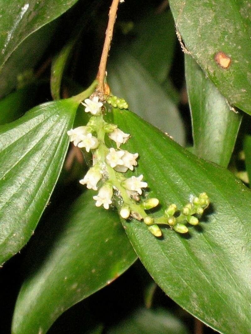 Trochocarpa laurina flower