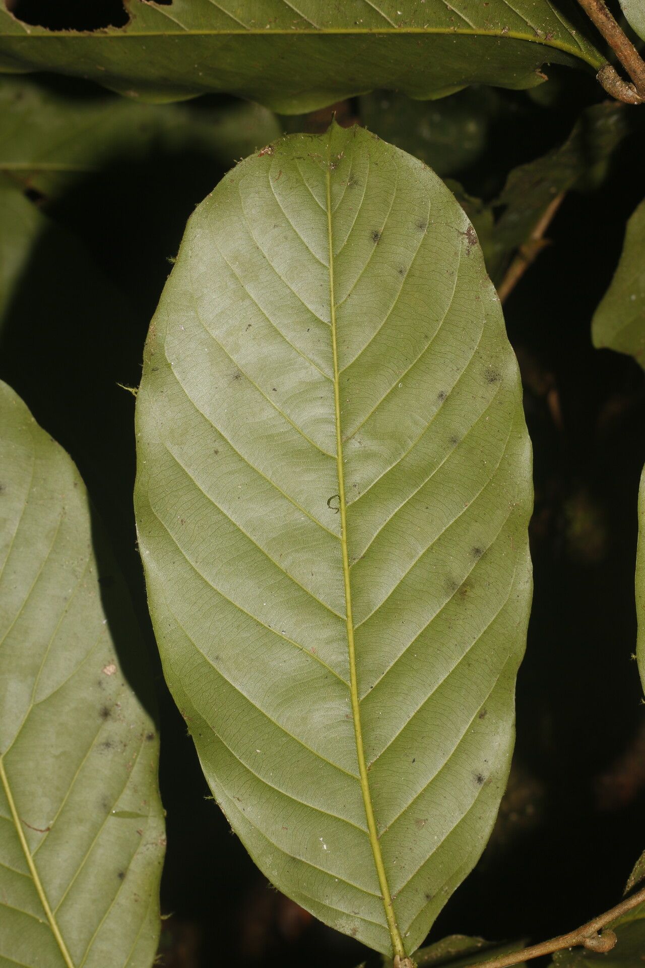 Moquilea kallunkiae leaf