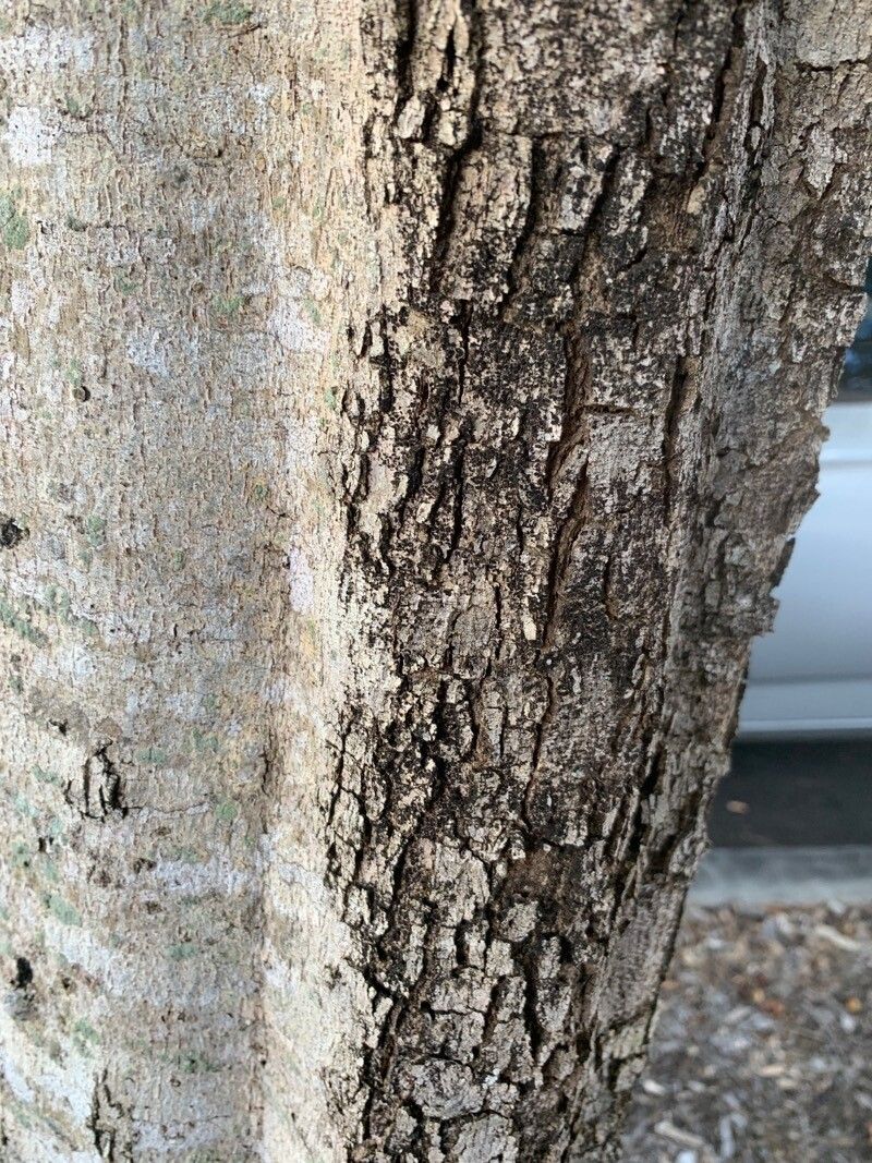Harpullia pendula bark