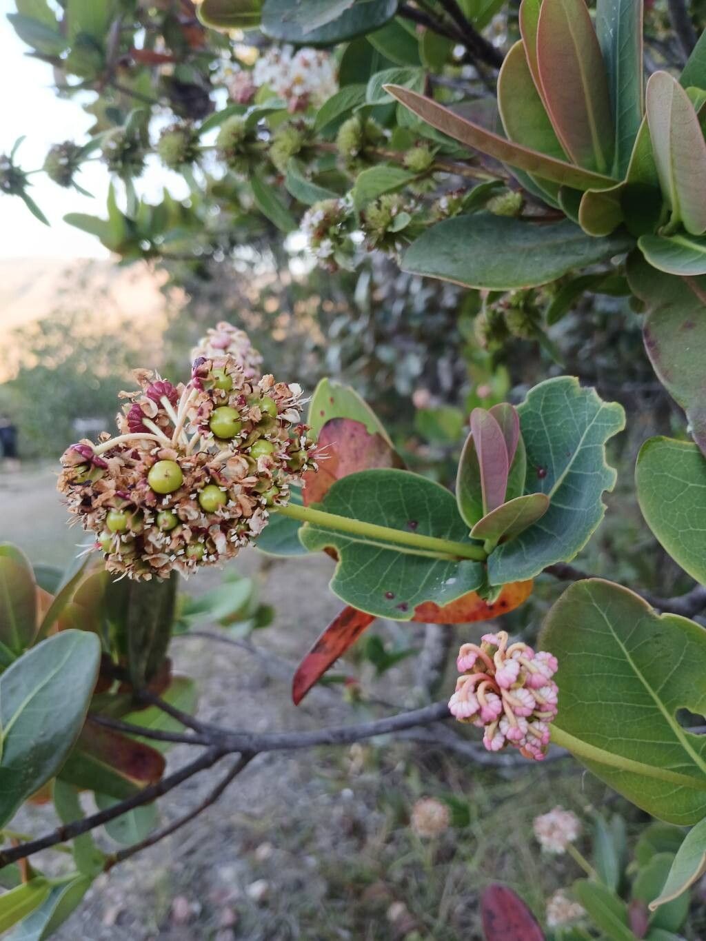 Byrsonima umbellata fruit
