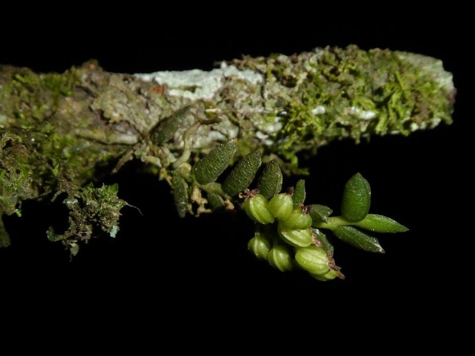 Angraecum humile — houseplant care guide