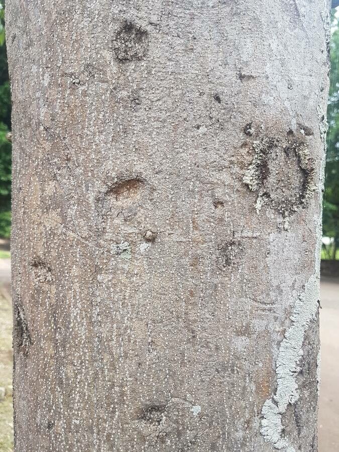 Balfourodendron riedelianum bark