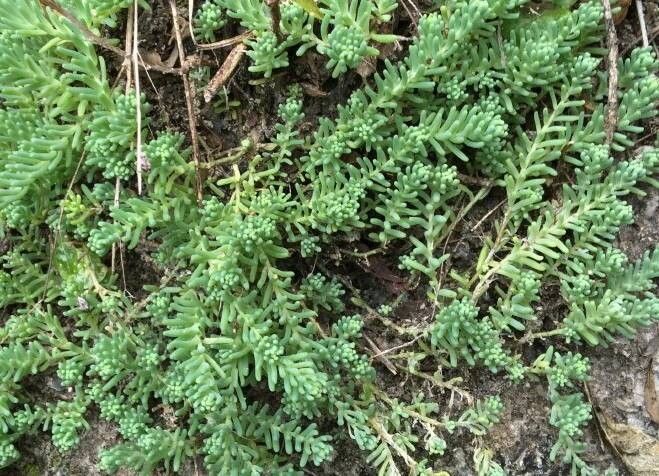 Sedum nanifolium — houseplant care guide